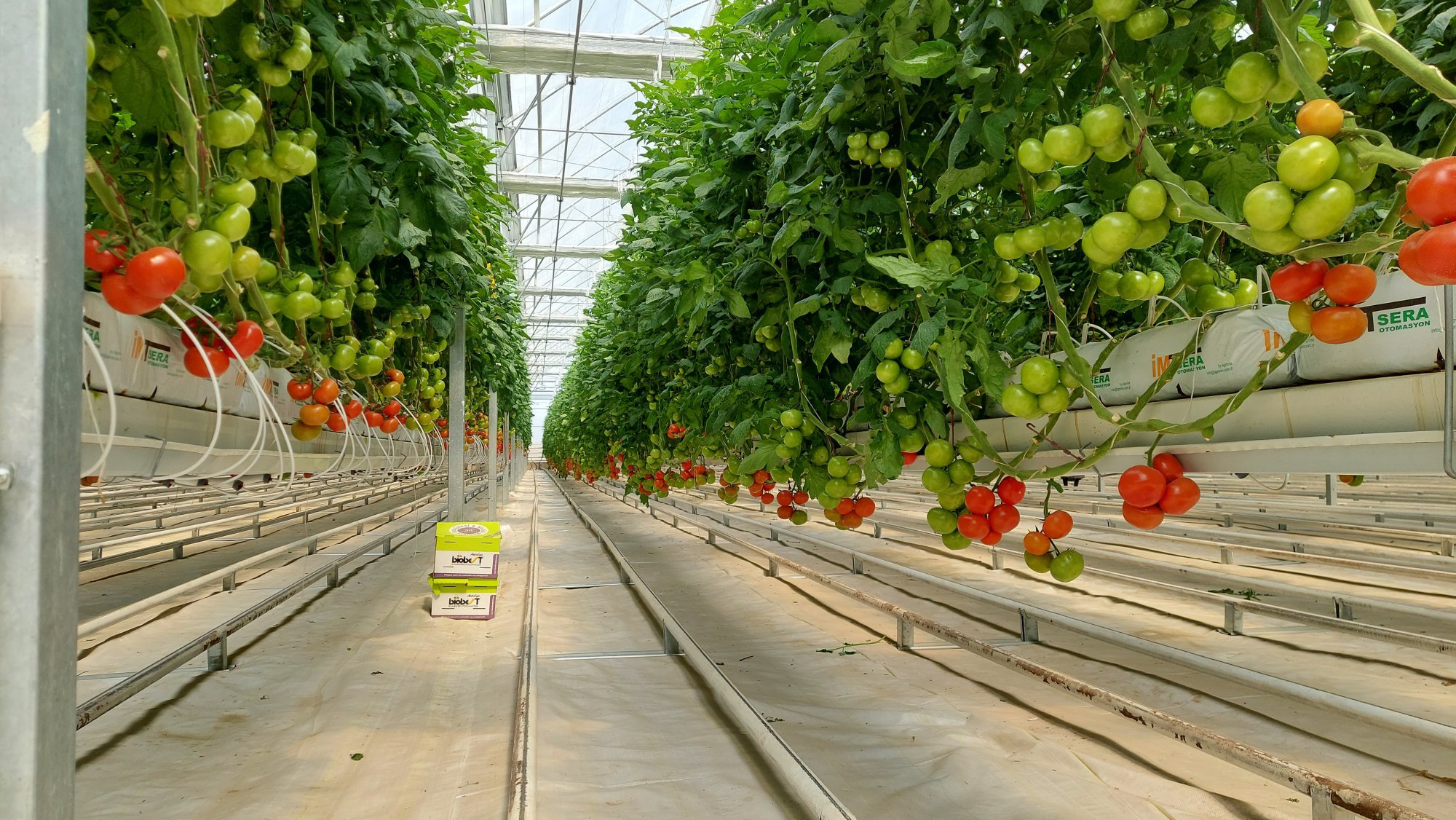 Plant Growing Environment (Cocopeat) 