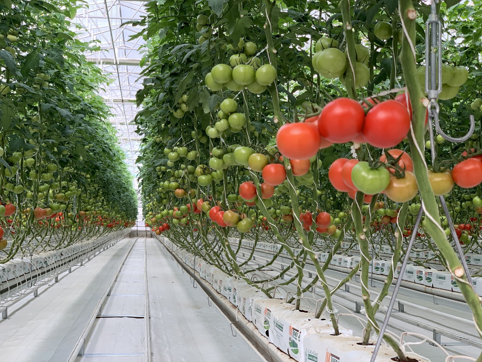 Plant Growing Environment (Cocopeat) 